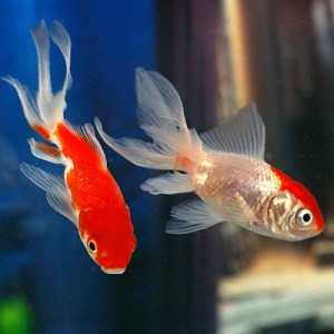 oranda red white